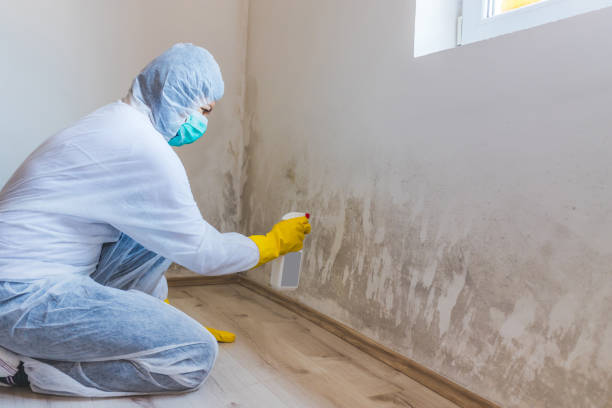 Licensed Attic Mold Removal service in Mechanicsville, MD - WQB Mold Removal
