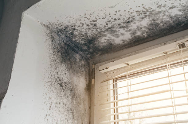 Affordable Attic Mold Removal solutions in Mechanicsville, MD