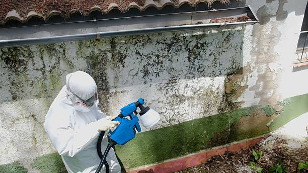 Top rated local Attic Mold Removal specialists in Mechanicsville, MD